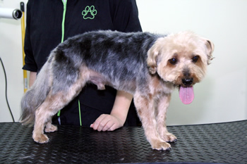 geknipte hond