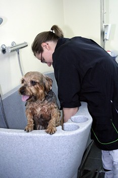 de hond wassen